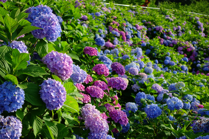 しらとりの郷の紫陽花