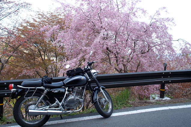 ST250と桜 in 吉野山