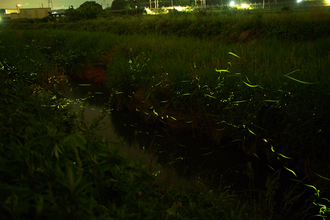 滋賀県米原市の天の川ほたるまつり