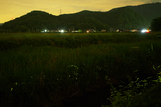 滋賀県米原市の天の川ほたるまつり
