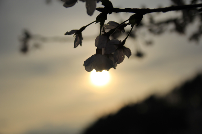本郷の瀧桜