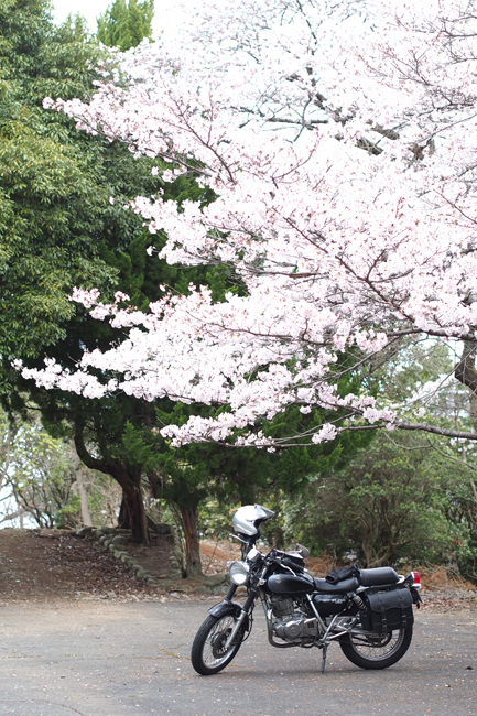 ST250と桜 in 奈良奥山ドライブハイウェイ