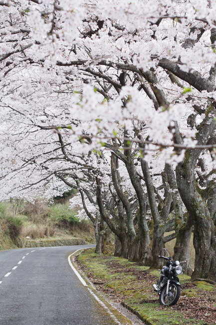 ST250と桜 in 奈良奥山ドライブハイウェイ