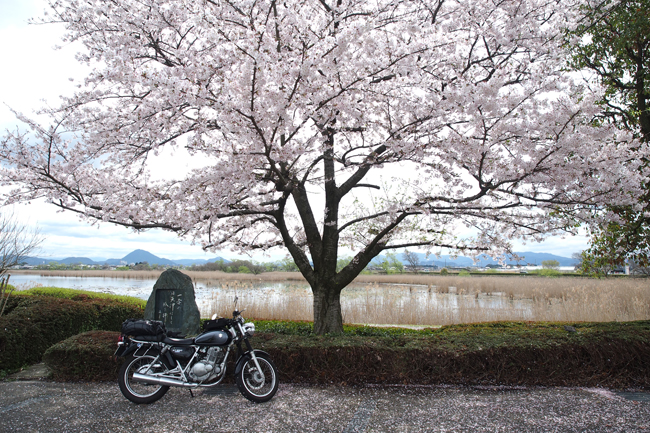 ST250と桜 in 滋賀