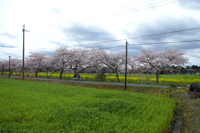 ST250と桜 in 滋賀