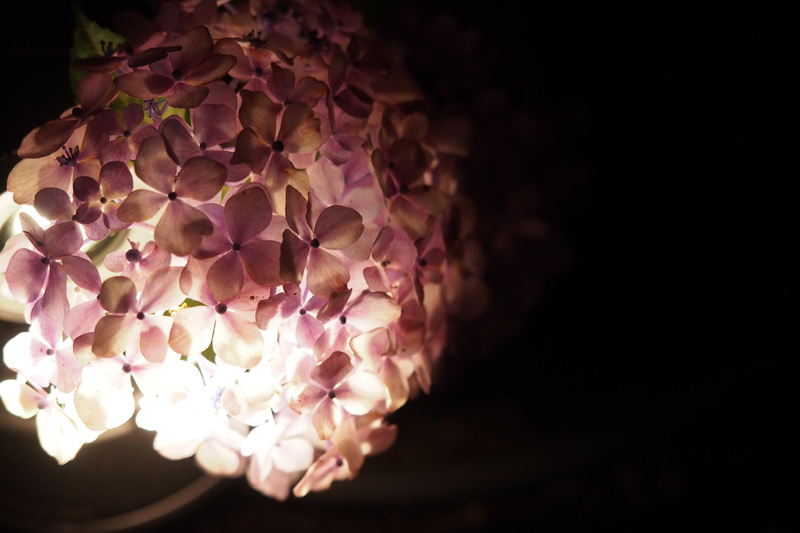 しらとりの郷のライトアップされた紫陽花