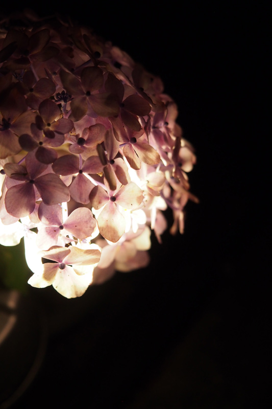 しらとりの郷のライトアップされた紫陽花