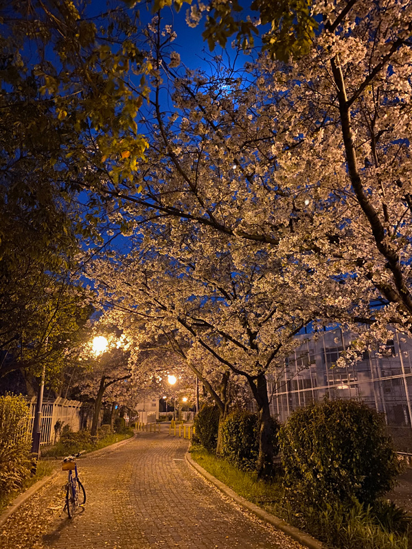 桜見ミッドナイトポタリング