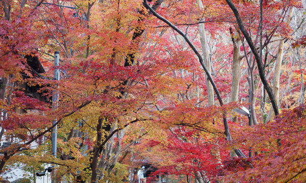神峯山寺の紅葉
